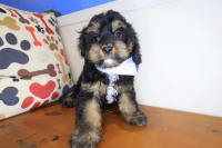 Cavapoo-Baxter