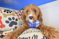 Cavapoo-Augustus