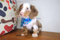 Dachshund-Gizzy