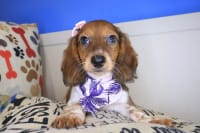 Dachshund-Mango