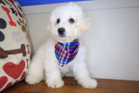 Bichapoo-Wingston
