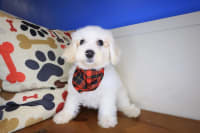 Bichapoo-Kiro