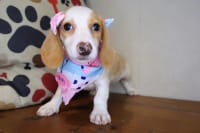 Dachshund-Dumpling