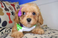 Poodle-Hermione