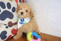 Poodle-Rosa
