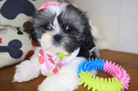 Shih Tzu-Alfredo