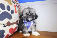 Shih Tzu-Goji