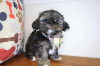 Shih Tzu-Wink