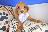 Cavapoo-Harlow