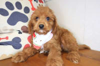 Cavapoo-Kaelith