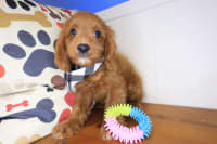 Cavapoo-Chaos