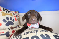 Labrador Retriever-Tilly