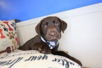 Labrador Retriever-Snowbal