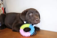 Labrador Retriever-Rufus