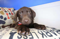 Labrador Retriever-Lox