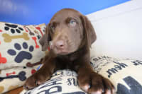 Labrador Retriever-Cosmo
