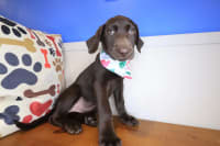 Labrador Retriever-Chomp