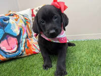 Labrador Retriever-Audrey