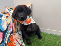 Labrador Retriever-Bib