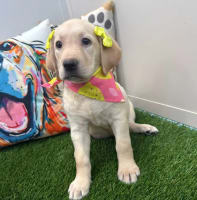 Labrador Retriever-Siouxsie