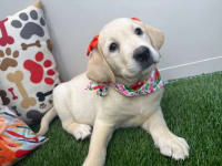Labrador Retriever-Yuki