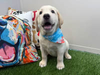 Labrador Retriever-Chase