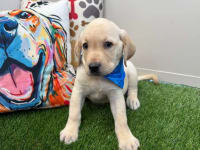 Labrador Retriever-Norm Pomsky