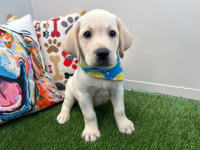 Labrador Retriever-Storm