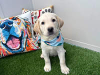 Labrador Retriever-Randall