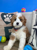 Cavapoo-Declan