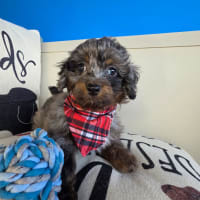 Poodle-Axl