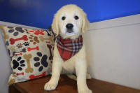 Golden Retriever-Chicklet