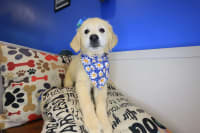 Golden Retriever-Hattie