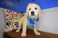 Golden Retriever-Candy