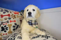 Golden Retriever-Lark