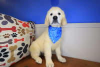 Golden Retriever-Wiggles