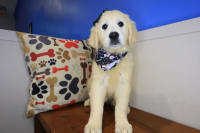 Golden Retriever-Tillie