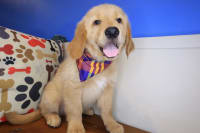 Golden Retriever-Lux