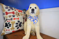 Golden Retriever-Zoe