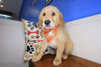Golden Retriever-Zany