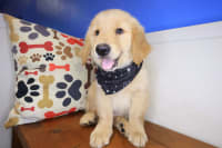 Golden Retriever-Topaz