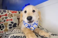 Golden Retriever-Bellatrix