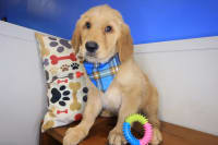Golden Retriever-Otix