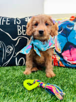 Goldendoodle-Astra