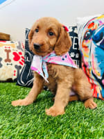 Goldendoodle-Koa