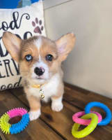 Pembroke Welsh Corgi-Birdie