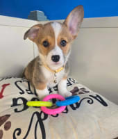American Corgi-Frodo
