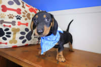 Dachshund-Hendrix