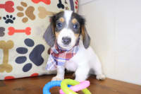 Dachshund-Sirius