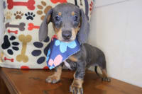 Dachshund-Shelby
